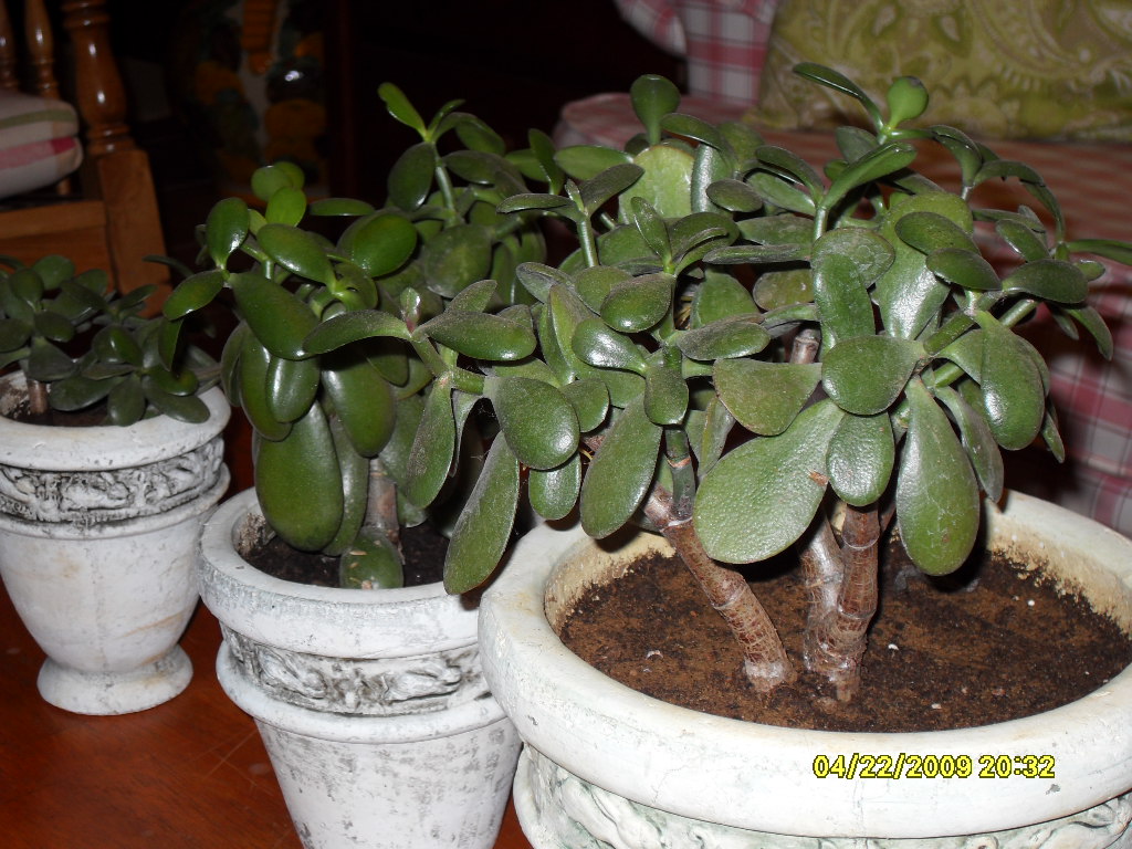 Desde La Cordillera: Mi Jardín Interior