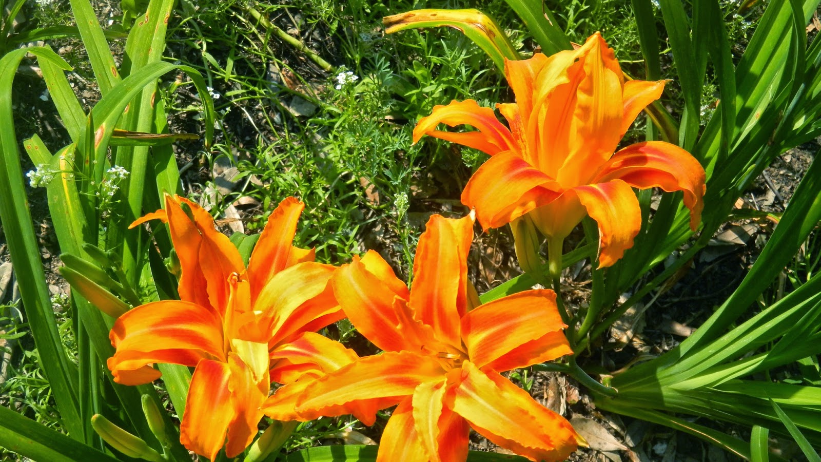 The Traveling Gardener The Amazing Daylily