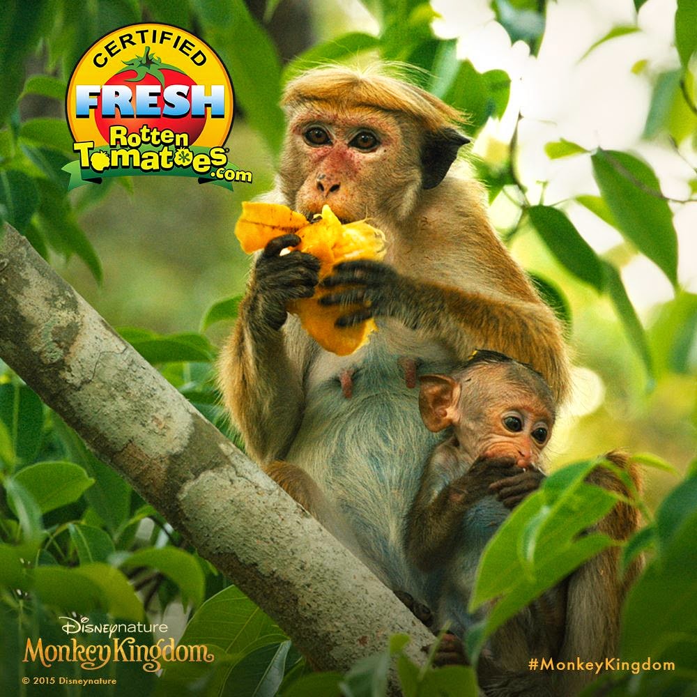 monkey, Monkey Kingdom, Disney, Disney Nature, nature, Tina Fey, theater, movie review, movie trailer, review, Conservation International, family