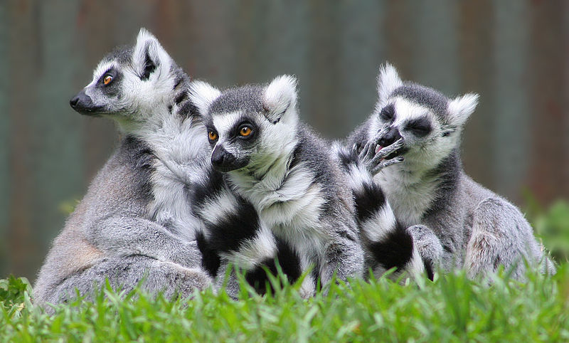 750 Koleksi Gambar Hewan Lemur Terbaik