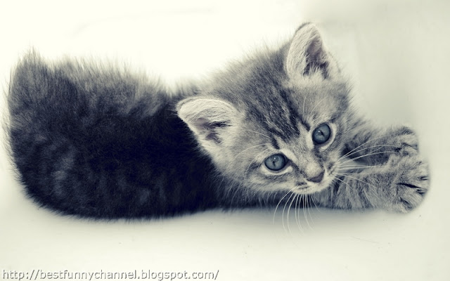 Small kitten.