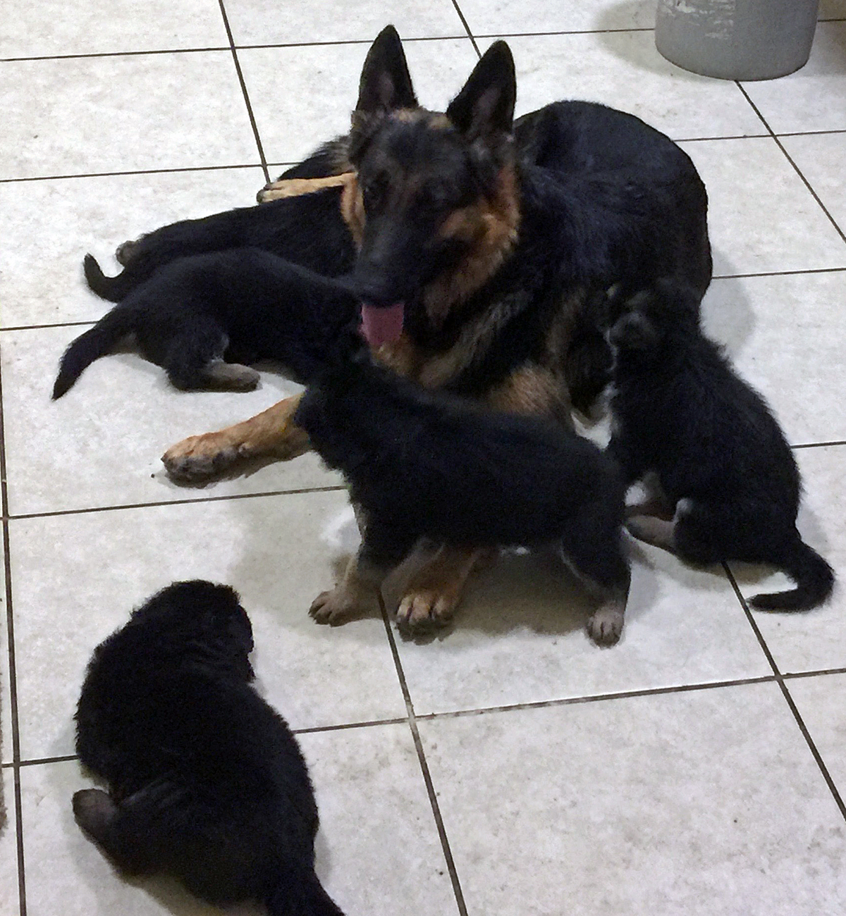 Der Susseste Hund Der Welt Der Susseste Hund Der Welt 2020 03 18