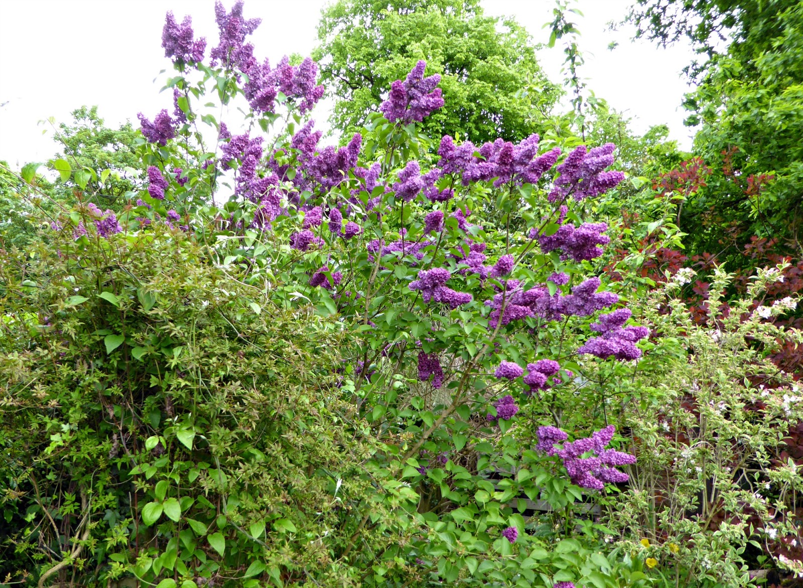 I Miss My Flowers The White Approach