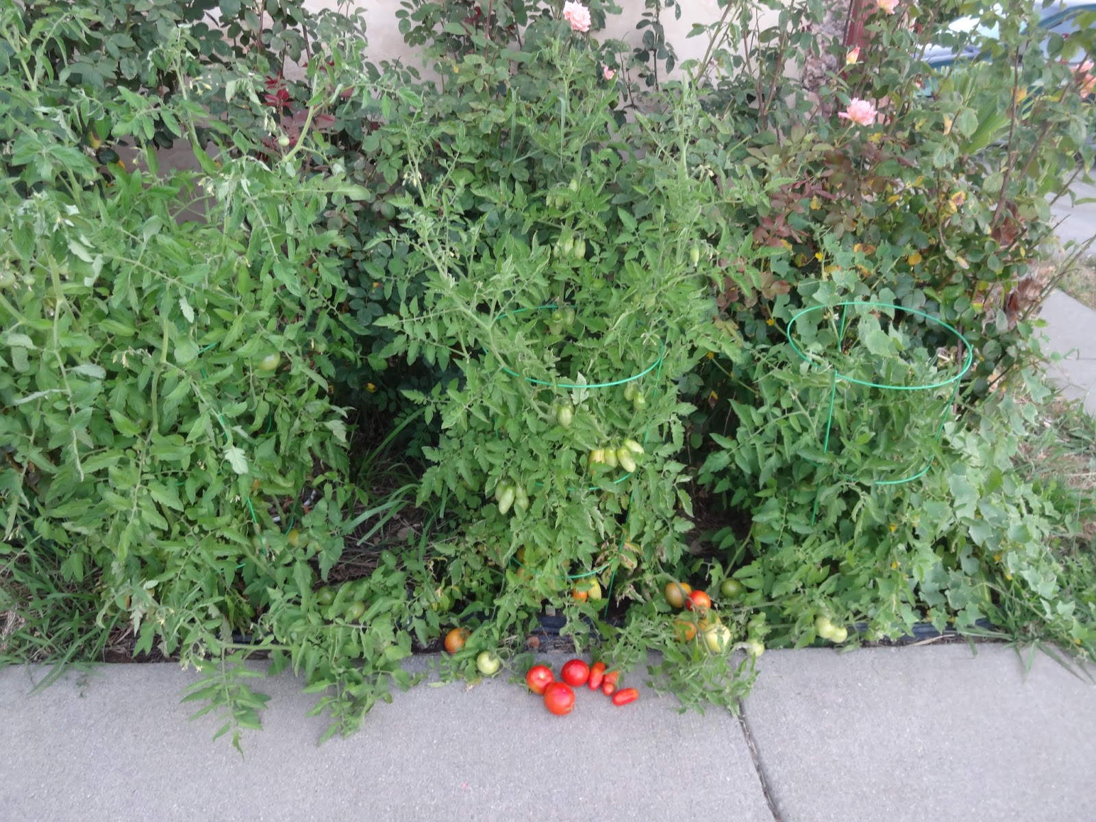 The Scientific Gardener Tomatoes Aplenty