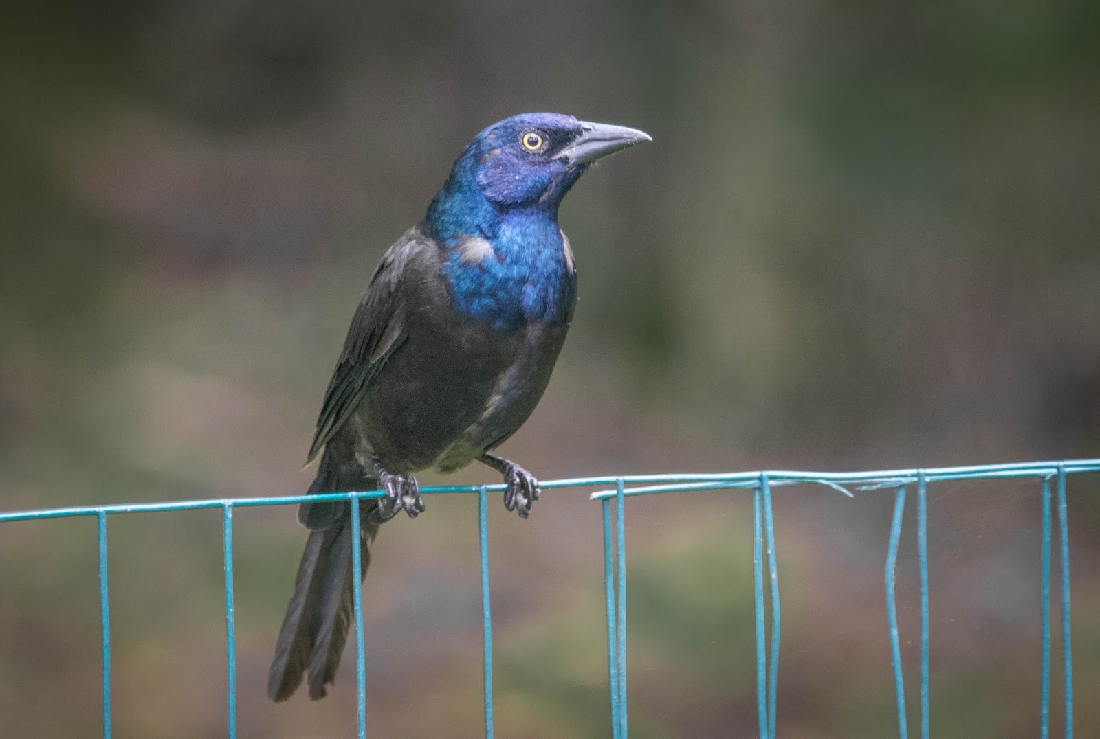 The Whodunit Photographer