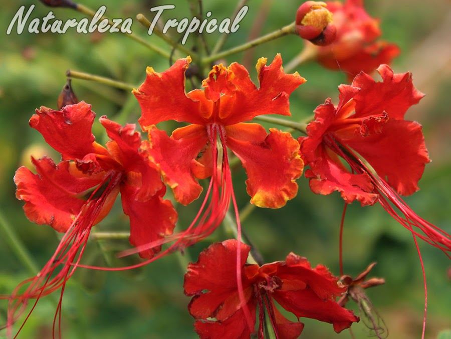 Flores del arbusto conocido como Flamboyán enano, Caesalpinia pulcherrima
