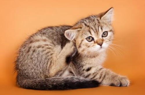 Easy Tips How to Clear Up Fleas from Kitten Easy Tips How to Clear Up Fleas from Kitten
