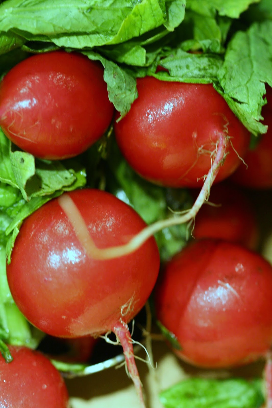 Soap and Food in the Deep South Brined Radishes