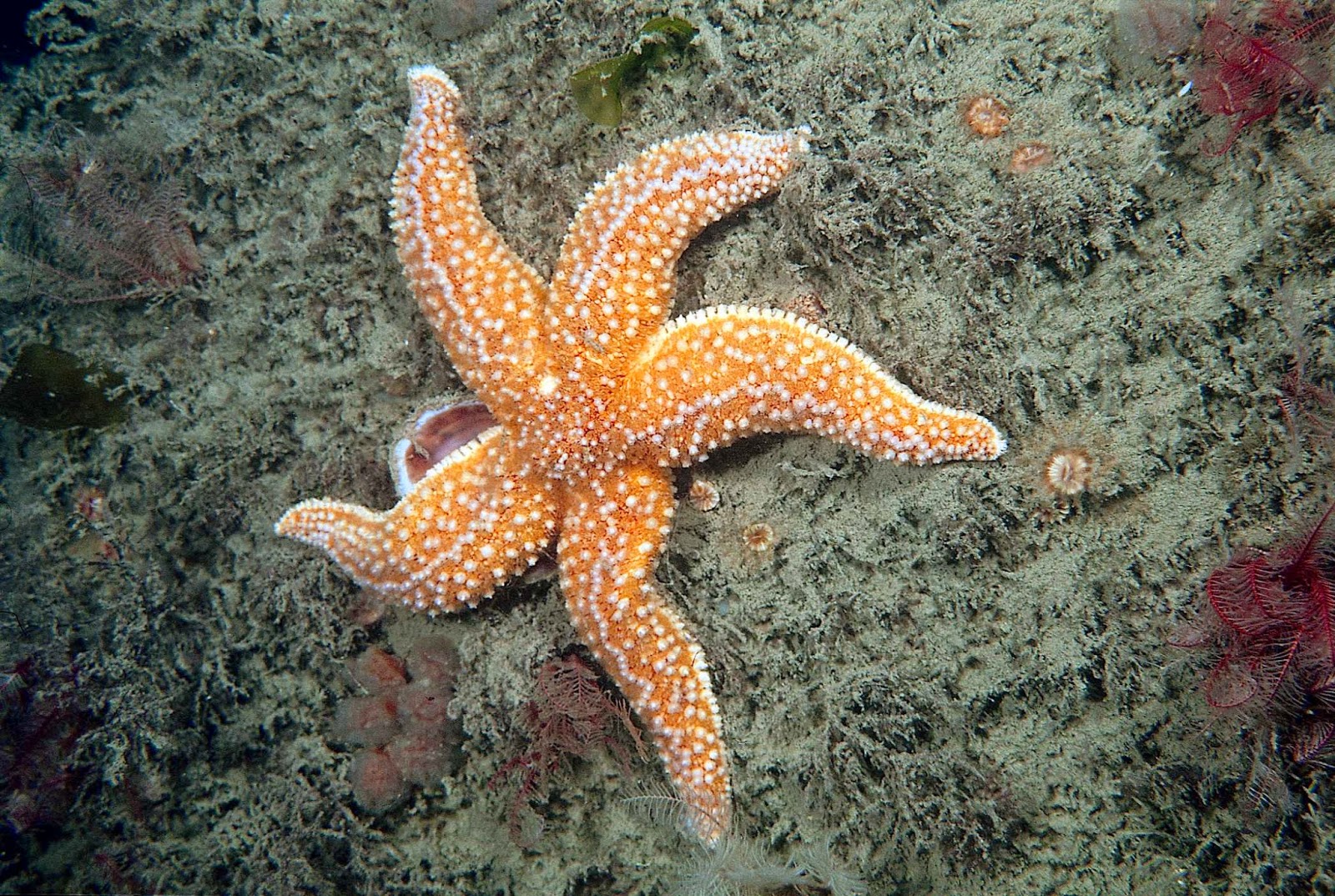 North Devon Coast And Country Chronicle Lynmouth To Host Public Search For Seashore Creatures North Devon Coast And Country Chronicle Lynmouth To Host Public Search For Seashore Creatures