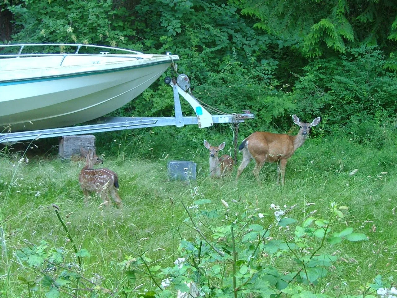 fawn's and mom deer on Lummi Island