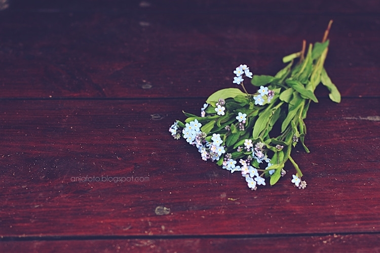 niezapominajki, niezapominajka, forgetmmenot, kwiaty, flowers photography, nature photography