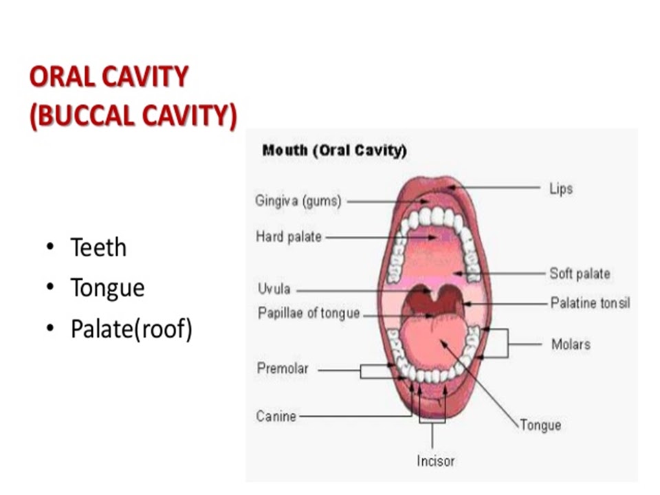SONU ACADEMY HUMAN DIGESTIVE SYSTEM PART1