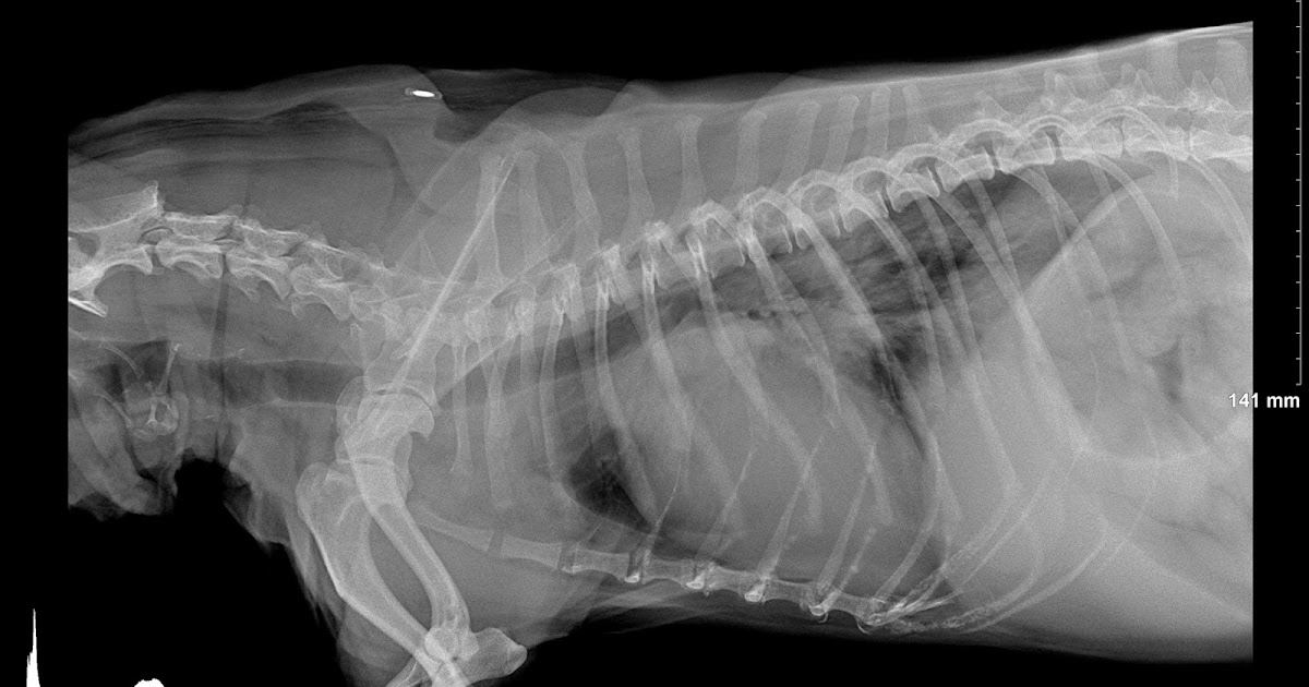 2016vets 20. A 12yearold Shih Tzu coughs and pants a lot