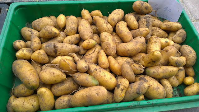 Kartoffelsorte Mayan Gold (c) by Joachim Wenk 