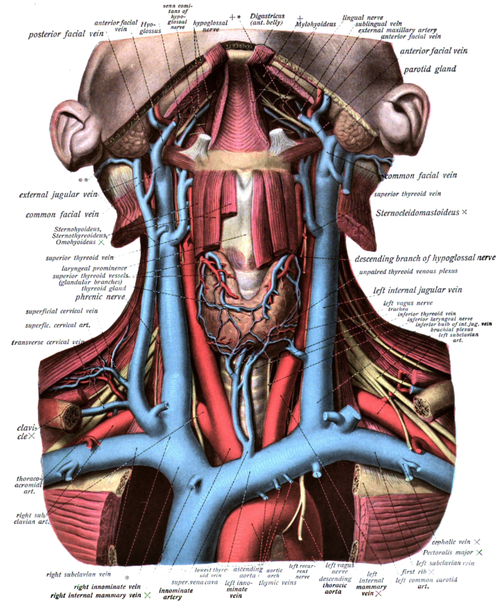 AAEM Resident and Student Association : Anatomical Review of Jugular Central Line Placement
