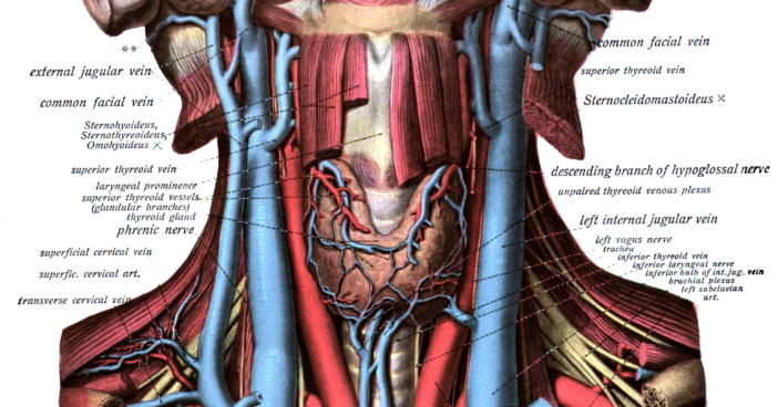 AAEM Resident and Student Association : Anatomical Review of Jugular ...
