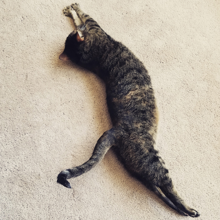 image of Sophie the Torbie Cat lying on the floor, stretching