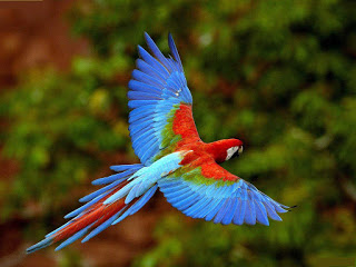 Burung Beo