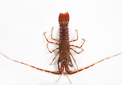 langosta