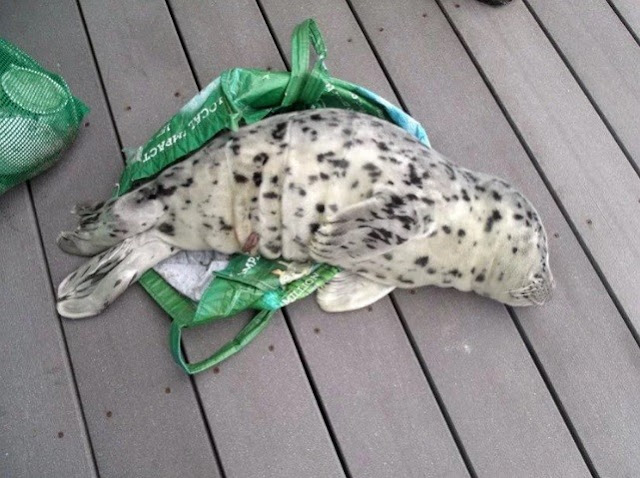 Foto de bebê foca morto em sacola