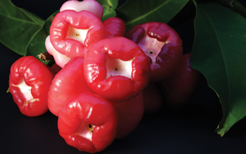 19 Arti Mimpi Tentang Buah Jambu Air Menurut Primbon Jawa Dan Islam Arti Mimpi Terlengkap