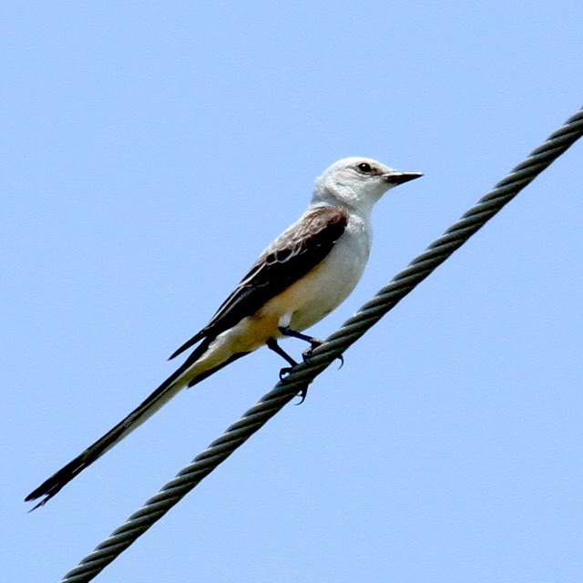 Pluff Mud Perspectives Visiting The SwallowTailed Flycatchers June