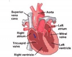 Health,Beauty,Fitness,Lifestyle@3asss: Heart Anatomy and Physiology