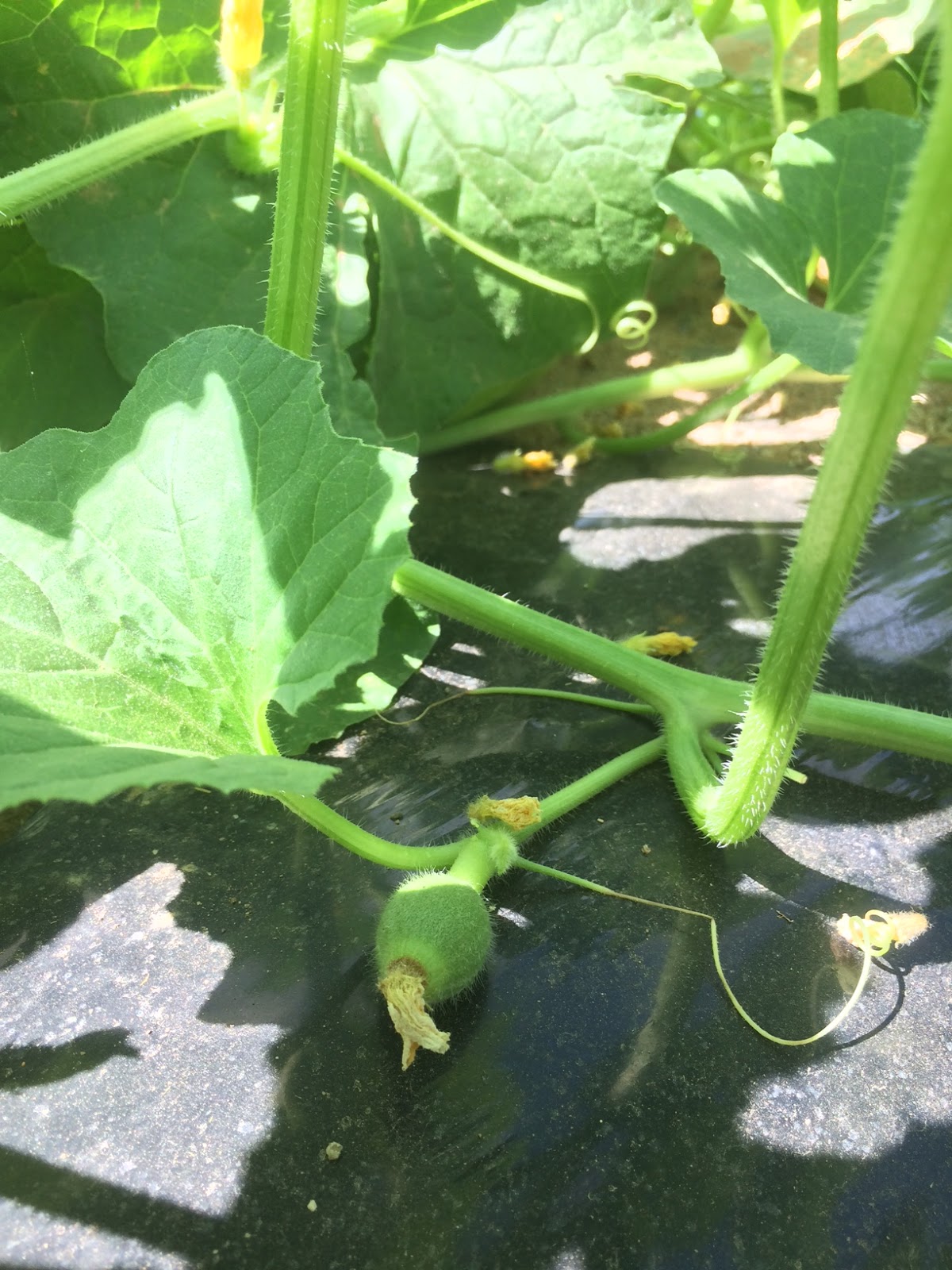 Vandervoet and Associates