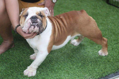 Phối giống chó BullDog (Bull Anh) thuần chủng tại TP.HCM