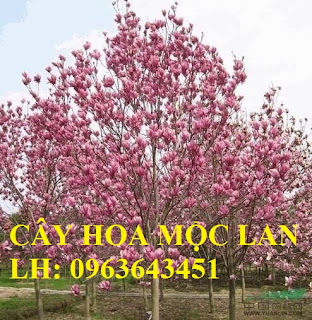 Cung cấp cây hoa mộc lan, cây hoa mộc lan đang có hoa, uy tín, chất lượng, giao cây toàn quốc Cung cấp cây hoa mộc lan, cây hoa mộc lan đang có hoa, uy tín, chất lượng, giao cây toàn quốc