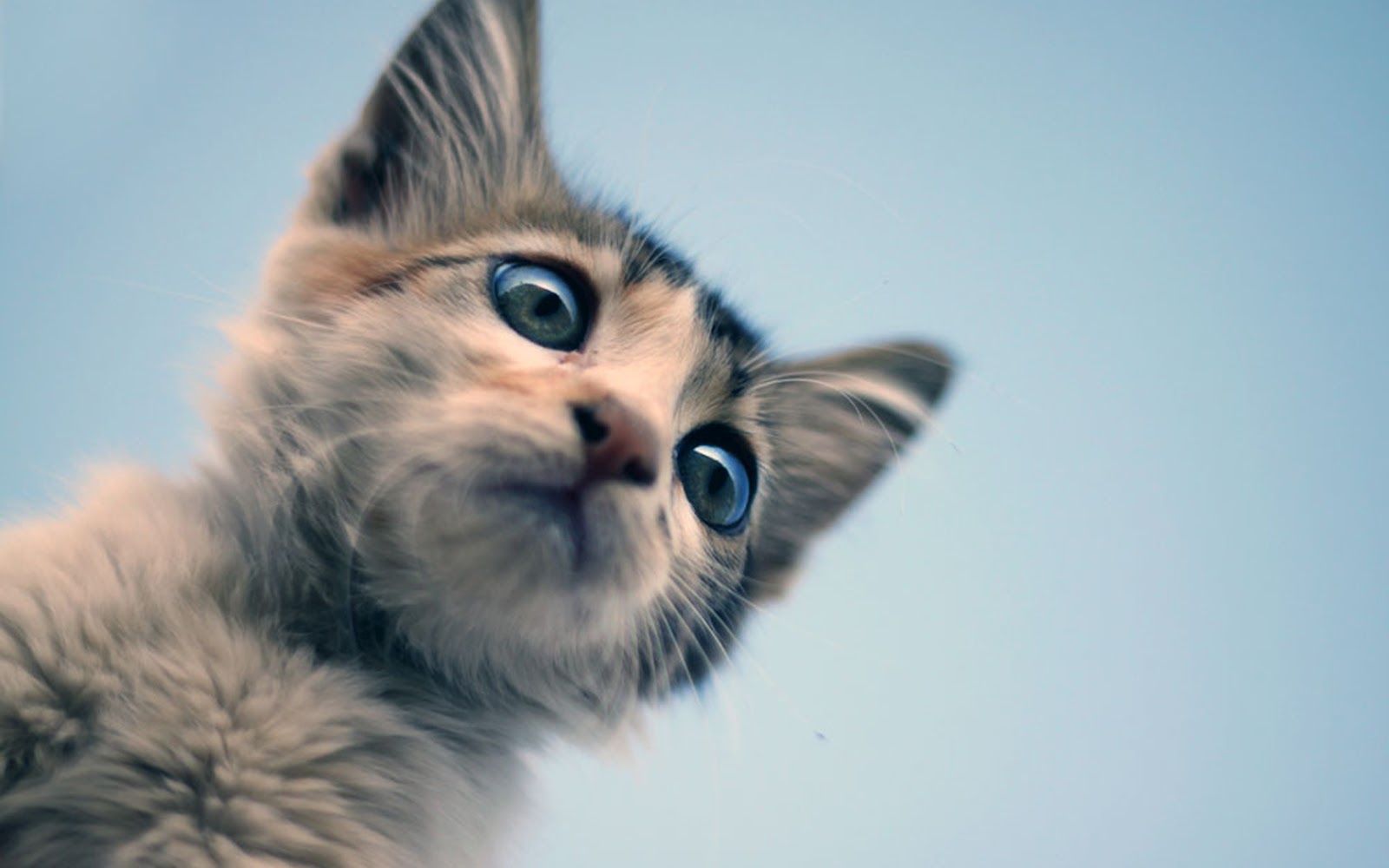 Proxecto Gato: cats wallpapers by bighdwallpapers