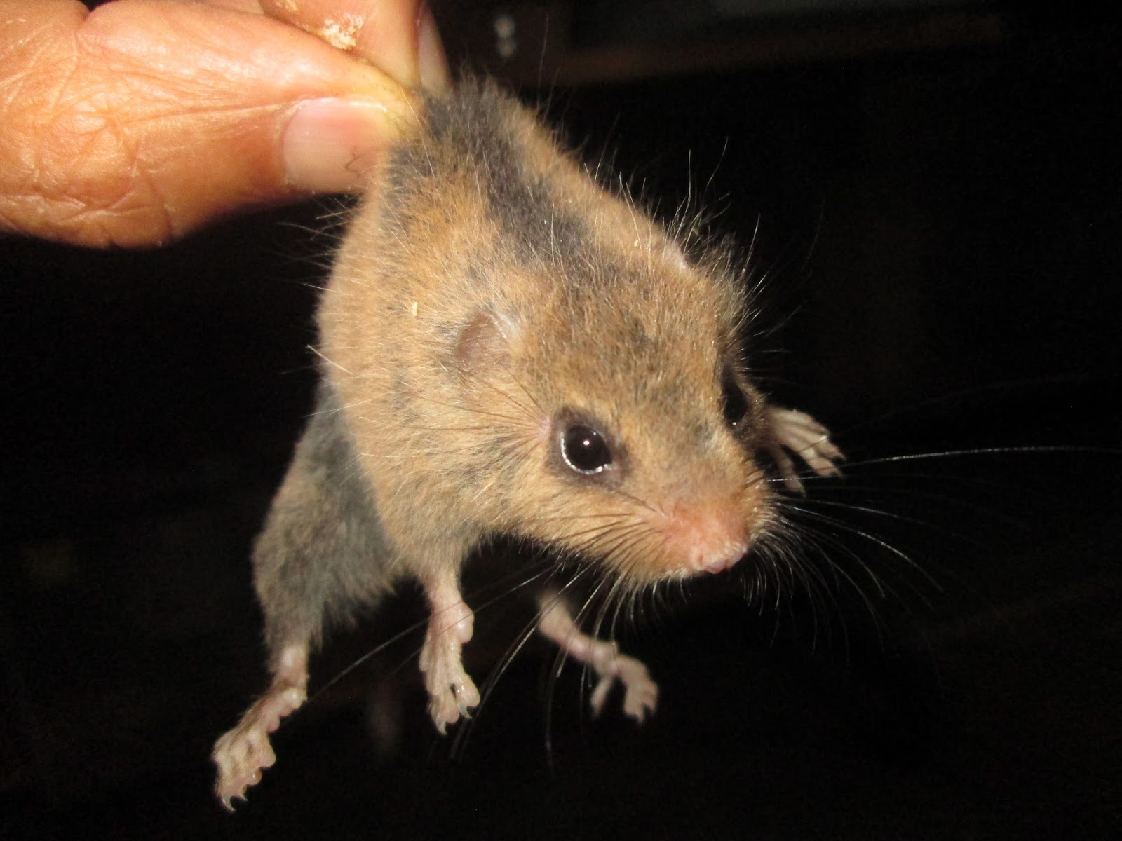 ほっと行動学 以前は森の巣箱から飛び出るヤマネをこんなふうにキャッチできた 野生動物 に負けない運動神経があった 今 今はもう無理 でも別な能力が