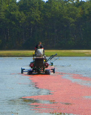 A farmer using a water tiller to knock the cranberries off the vine