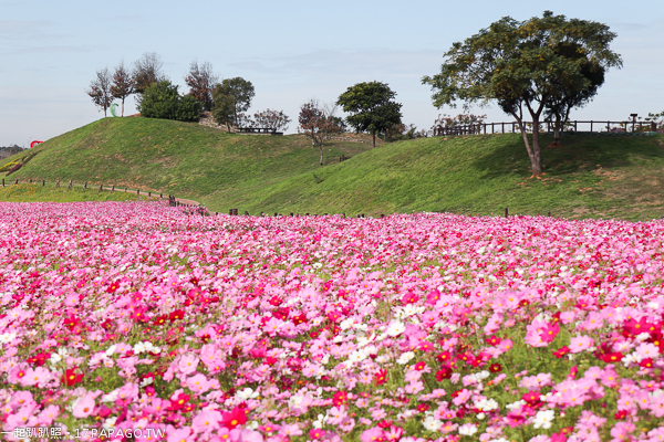 台中后里景點|后里花田綠廊|環保公園|1.2公頃繽紛花海|棒棒糖花海 台中后里景點|后里花田綠廊|環保公園|1.2公頃繽紛花海|棒棒糖花海