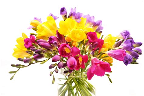 Flowers Bouquets Flowers Bouquets