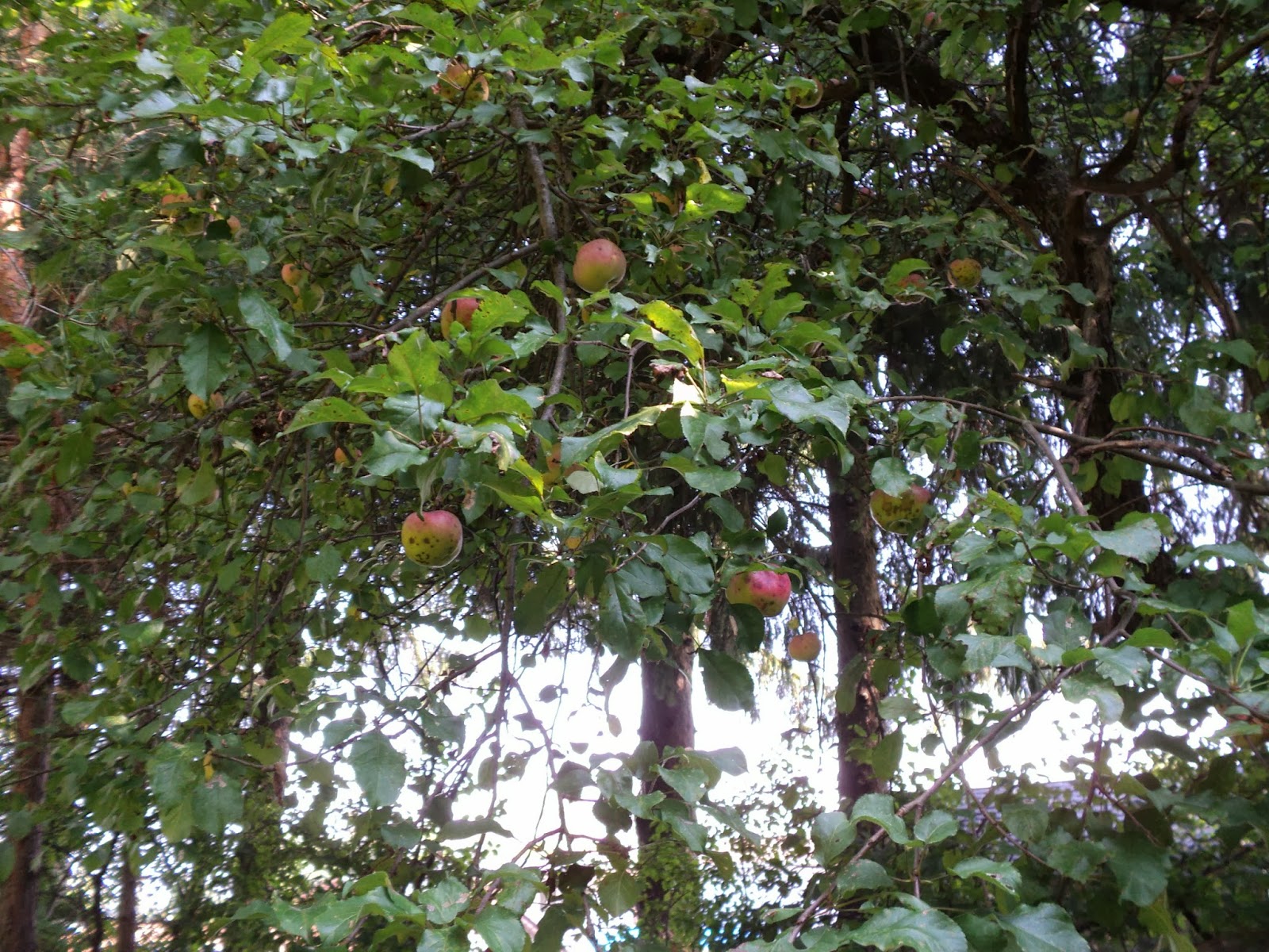 montessori magic The Story of the Apple Star