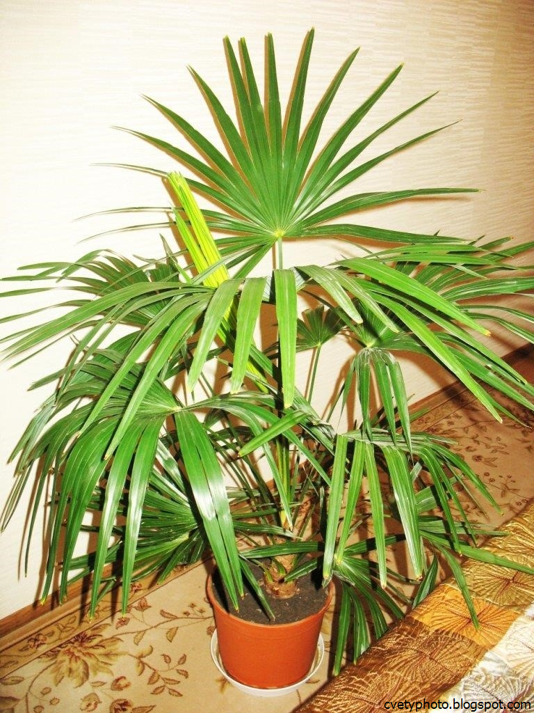Комнатное растение название пальмы. Комнатный цветок Ливистона. Пальмовидные комнатные. Домашние пальмы. Пальма домашняя.