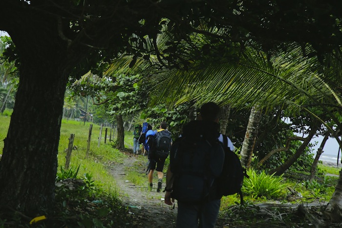 Green Parrot Snake Haiku Retired In Costa Rica
