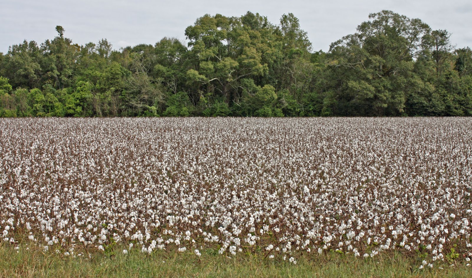 Southern Lagniappe A Cotton Patch Adventure