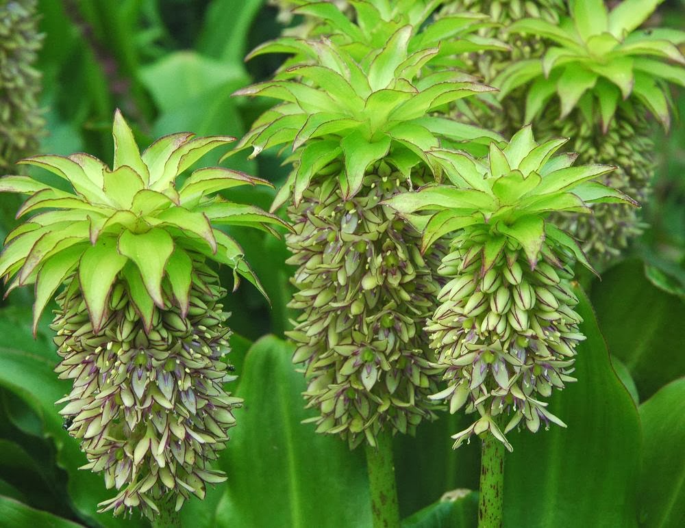 Green pineapple shaped Eucomis flowers
