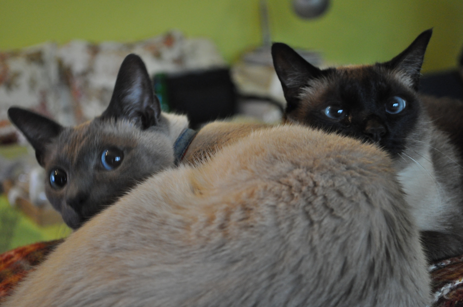 merlin akademi kedi hikayesi