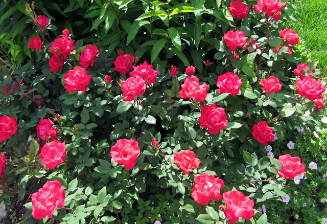 Gatsbys Gardens: The Last Roses Of Summer?