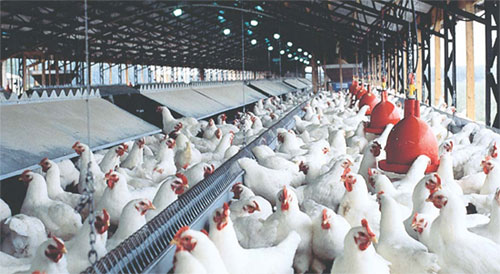 Cara Pilih Kemitraan Ayam Potong Broiler Yang Baik Supplier Ayam