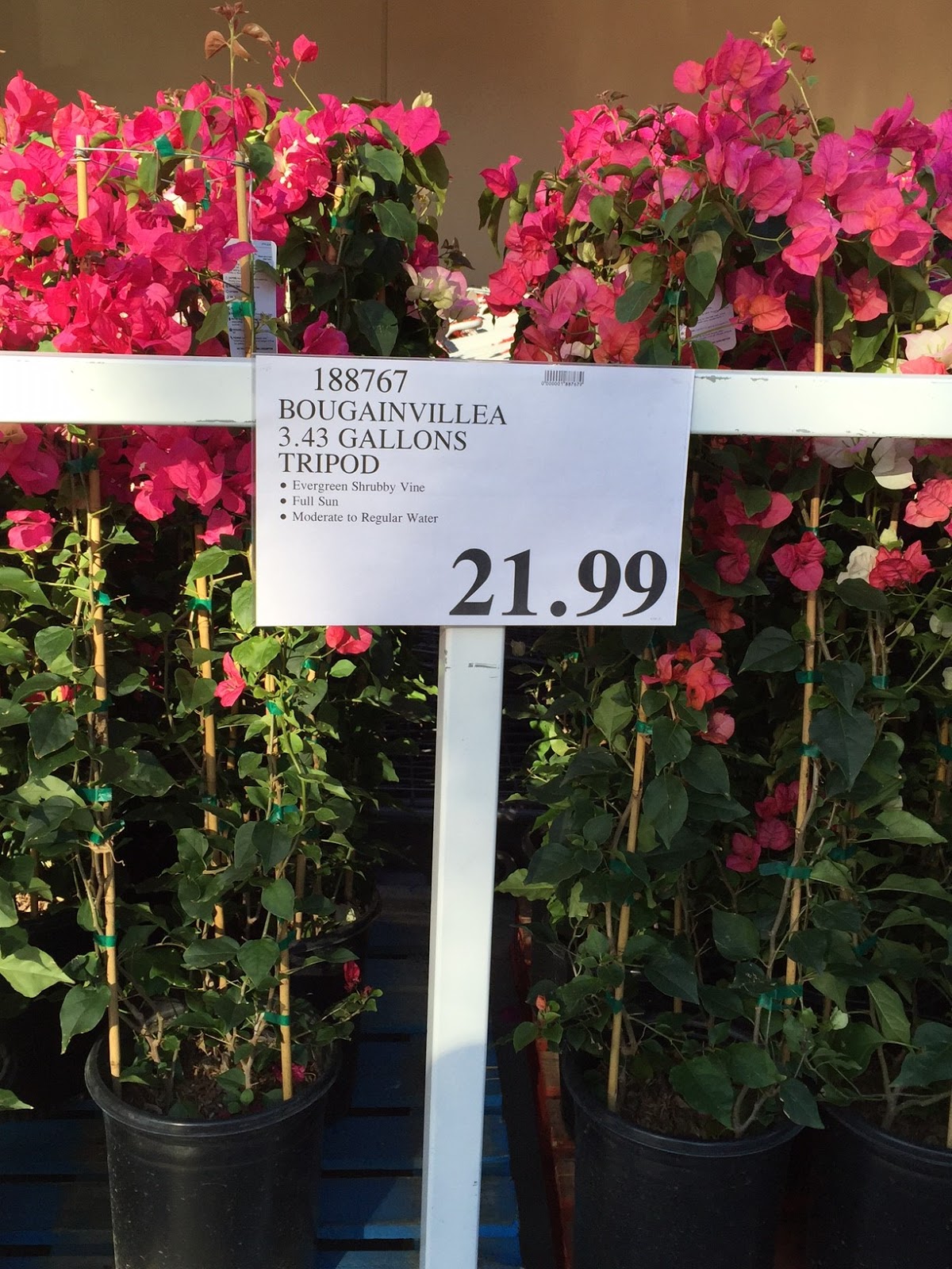 How Much Are The Flowers At Costco / 6 Things I Always Buy At Costco