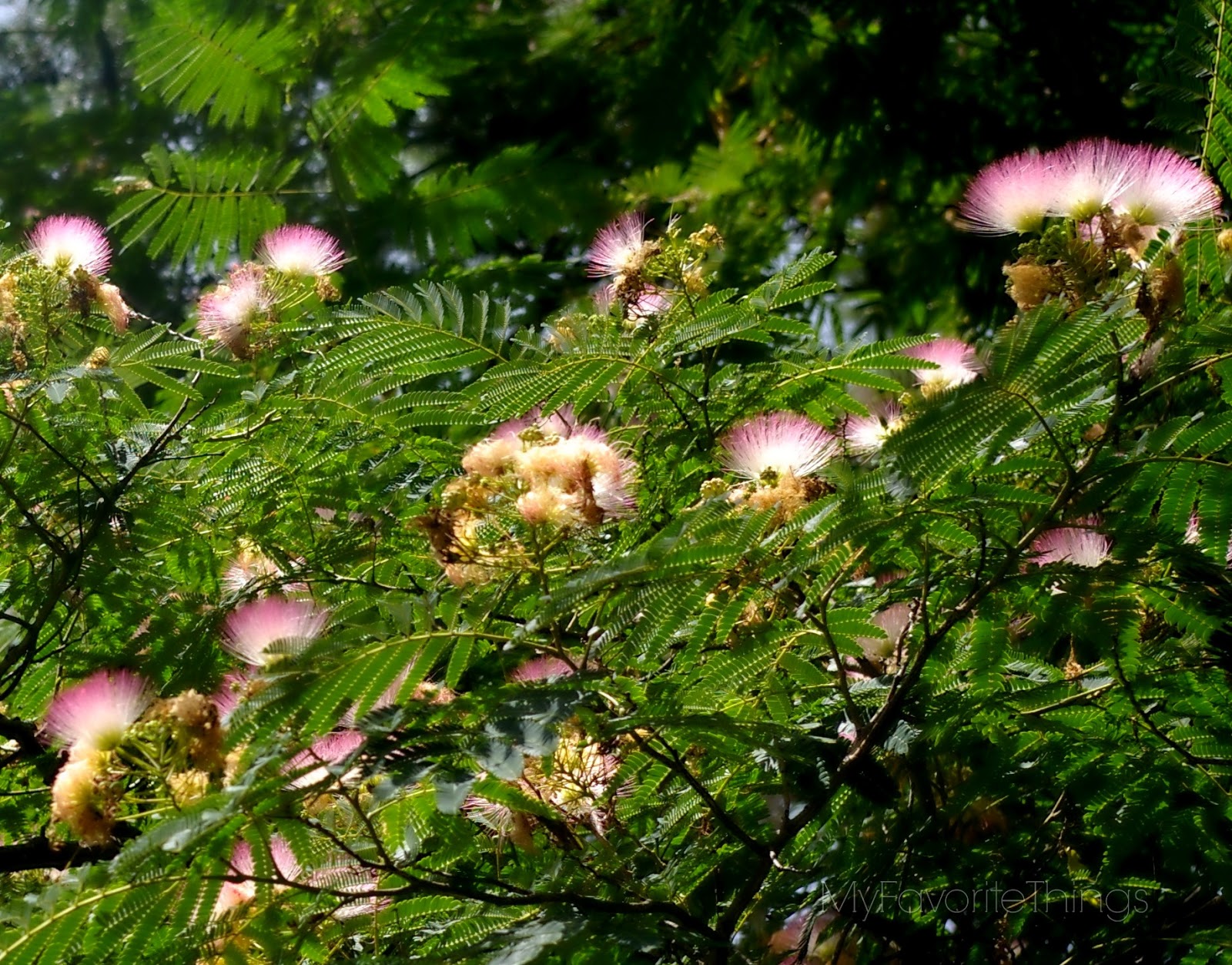 My Favorite Things Mimosa Tree