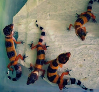 Cara Ternak Gecko yang Yang Benar Untuk Pemula