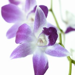 orchidée en fleur