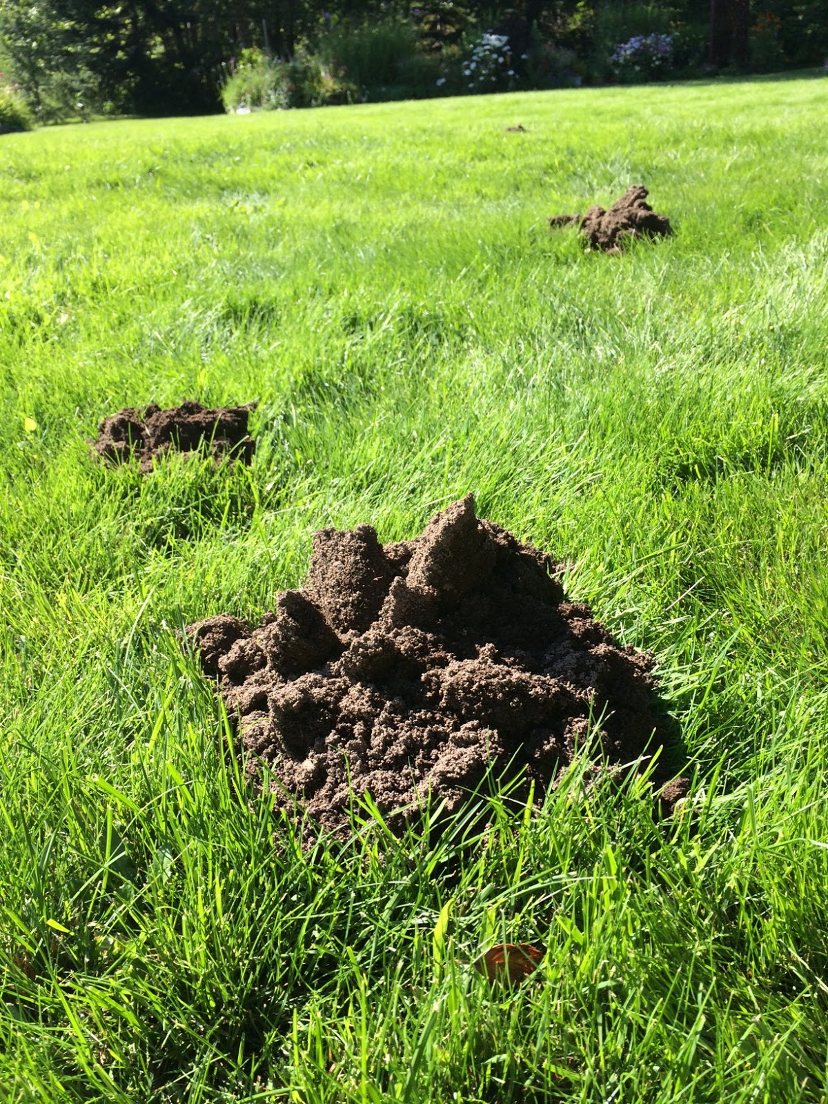 Over My Garden Gate Mountains and Moles 2
