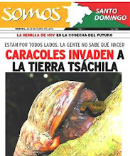 Continua la invasion de Lissachatina fulica en Ecuador