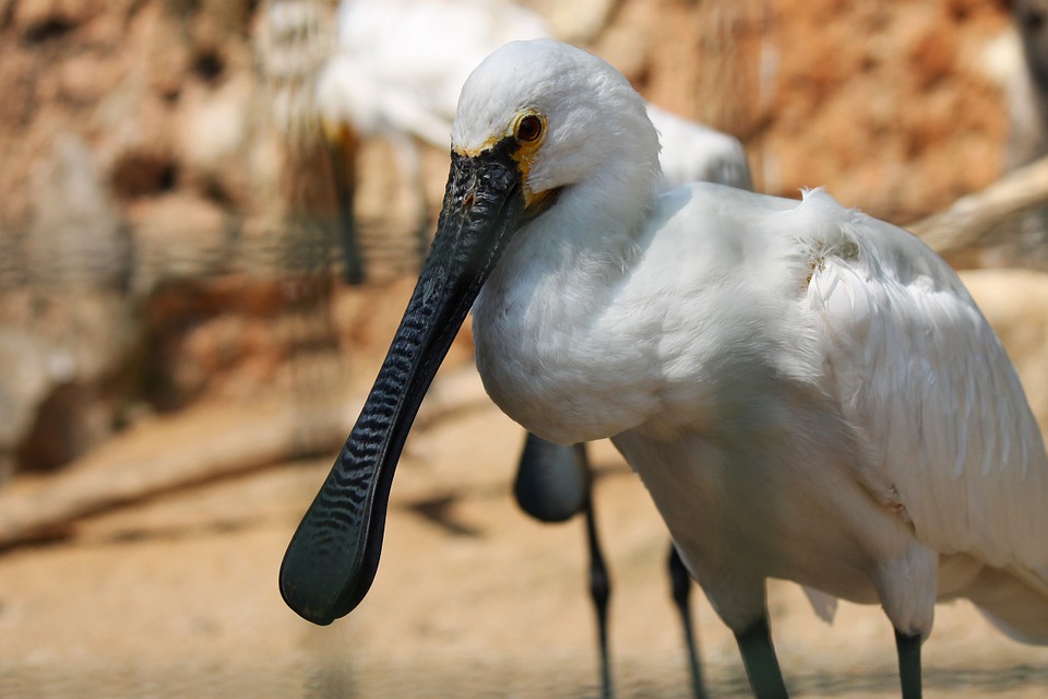 Burung Spoonbill Burung Bermulut Sendok